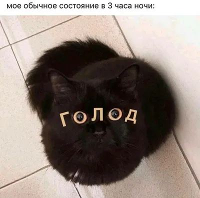 Пин от пользователя Olga Mayskaya на доске Юмор | Веселые мемы, Мемы,  Смешные котята