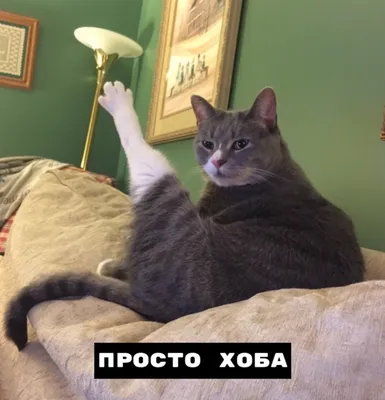 Мемы#Коты | Не смешные мемы про котов | ВКонтакте