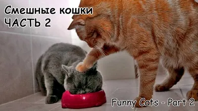 Самые смешные мультяшные коты - 71 фото