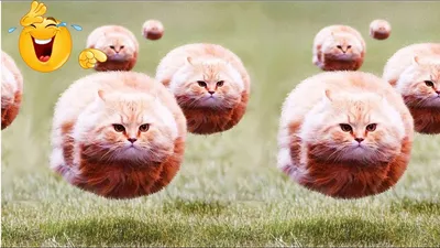 Смешные кошки #2 - подборка 2013 — Видео | ВКонтакте