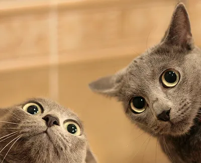 Andromeda on X: \"Смешные кошки 2019 Новые приколы с котами до слёз, смешные  коты приколы 2019 funny cats animals #91 https://t.co/loEzvzTORL  https://t.co/ODKn4gJQ6b\" / X