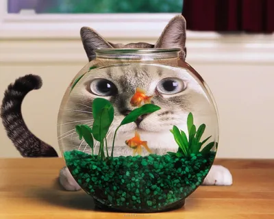 История паблика «Мемы про котов (по ржать)», откуда появился мем «Вы  продаете рыбов?» - Афиша Daily