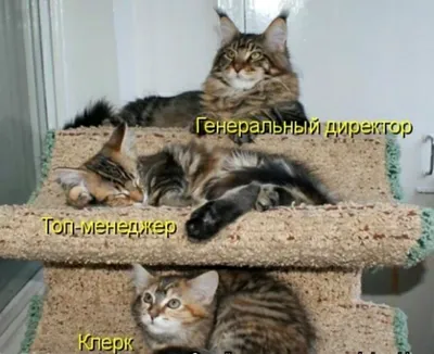 Приколы с котами. ХЛЕБАРСИК | Мемозг #266 - YouTube