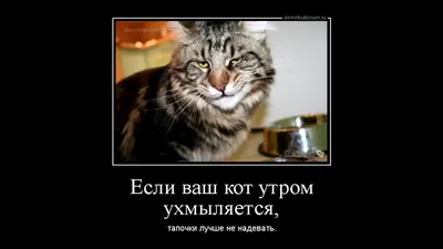 Фото 11 Смешные кошки прошедшей недели | Rusbase