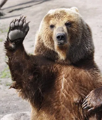 Смешные картинки с медведем обои
