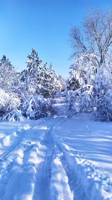 Зима пришла - прикольные картинки (58 фото)