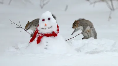 Смешные друзья холода: Изображения зимних забав с животными | Смешные  животных зимой Фото №808862 скачать