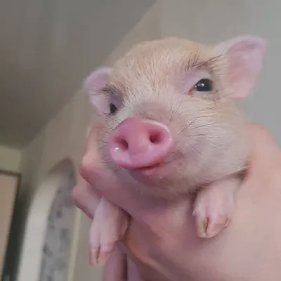 Смешные свиньи атакуют грядки и …» — создано в Шедевруме