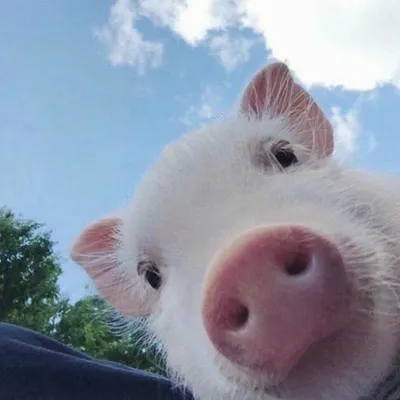 Симпатичные смешные свиньи на ферме :: Стоковая фотография :: Pixel-Shot  Studio