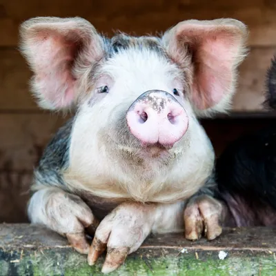 Милая мультяшная свинья значок в стиле паутины Шарлотты Радуга Единорог  свинья брошь смешные подарки для детей | AliExpress