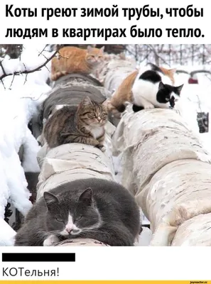 23 \"глупых\" фото котиков, которые не подозревали, что их снимают