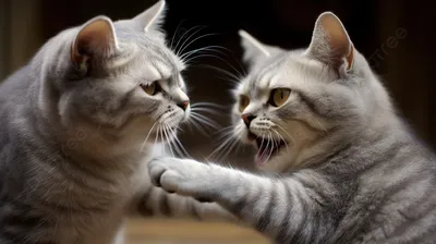 Картина на холсте Смешные коты забавный кот животные (10) 30х40 см - купить  по низкой цене в интернет-магазине OZON (1165568287)