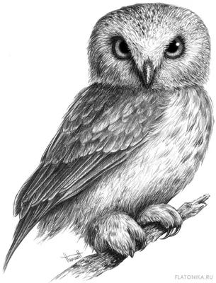 Как нарисовать сову | FLATONIKA