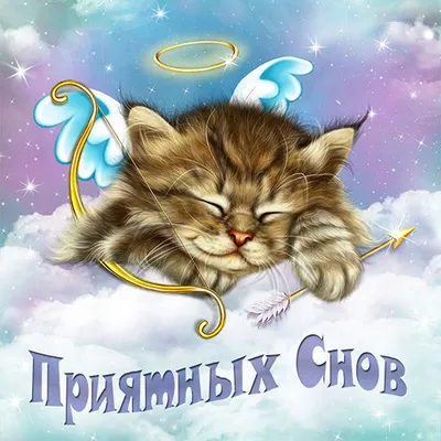 Спокойной ночи, солнышко | Любители кошек, Милый кот, Милые котики