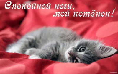 Прикольная картинка \"Увлекательных снов, спокойной ночи!\". Котик с удочкой.  • Аудио от Путина, голосовые, музыкальные