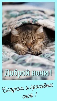 Котята спокойной ночи картинки и открытки