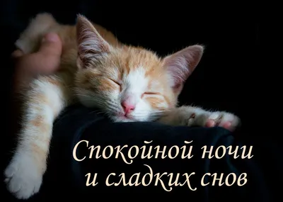 Открытки спокойной ночи с котятами - 71 фото