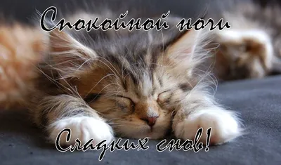 Картинки Спокойной ночи Котик - красивые открытки бесплатно