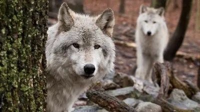 Возможно ли нападение волков на туристов летом? Стоит ли их опасаться? | В  когтях у хищника | Дзен