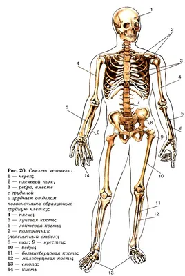 Структура тела человека картинках обои