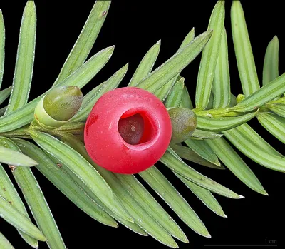 Тис ягодный – фото, описание и особенности выращивания редкого растения | В  цветнике (Огород.ru)