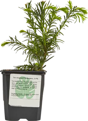 Тис ягодный - Тис - Хвойные растения - Декоративные деревья и кустарники -  GreenInfo.ru