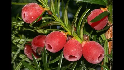 Taxus baccata 'Repandens', Тис ягодный 'Репанденс'|landshaft.info