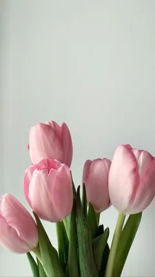 Тюльпан — Википедия