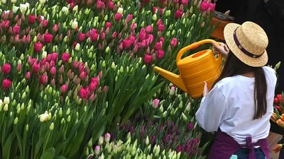 Купить тюльпаны в Нижнем Новгороде | Доставка 0 руб.
