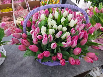 Букет 25 тюльпанов купить и заказать с доставкой в Челябинске: продажа и  стоимость тюльпанов, фото