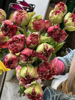 Тюльпаны микс поштучно – гарантируем свежесть и низкую цену!