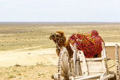 Африка. Намибия. Пустыня Намиб - Соссусфлей.