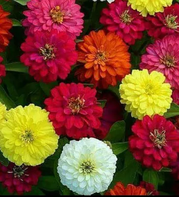 Цинния — яркие цветы в вашем саду | блог интернет - магазина АртФлора