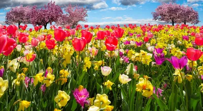 Цветочный луг весной: обои, фото, картинки на рабочий стол в высоком  разрешении