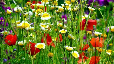 Цветочный Луг Цветок Весна - Бесплатное фото на Pixabay - Pixabay