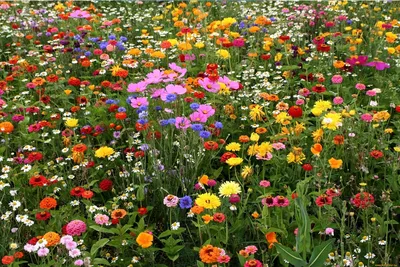 Цветочный луг вместо лужайки, садовый хит! Как завести цветочную поляну? |  УЮТНЫЙ ДОМ И КРАСИВЫЙ САД | Дзен