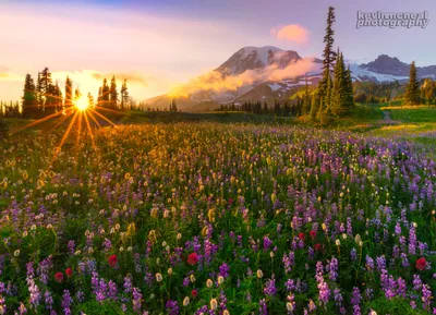 Фото Цветочный луг с разными полевыми цветами в солнечных лучах, Rainier,  Mazama Ridge / Рейнир, Mazama Ридж, фотограф Kevin McNeal