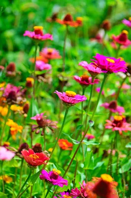 Цветочный луг летом с бабочкой Векторное изображение ©G.Wolf 88543868