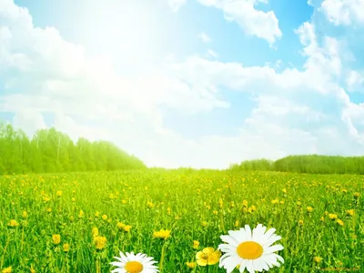 Цветы Цветочный Луг Полевые - Бесплатное фото на Pixabay - Pixabay
