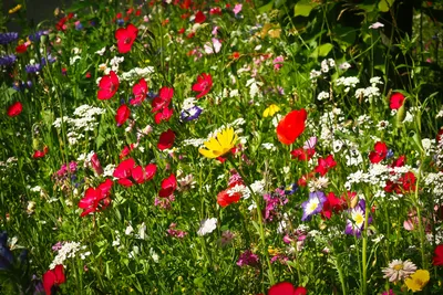 Бесплатное изображение: сельского хозяйства, поле, Мак, цветы, луг,  природа, пейзаж, лето, весна, цветок