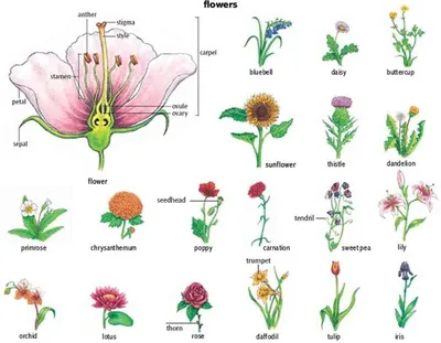 Картинки название всех цветов растений (67 фото) » Картинки и статусы про  окружающий мир вокруг