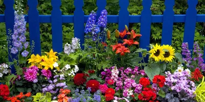 Весенние цветы в палисаднике (42 фото) - фото - картинки и рисунки: скачать  бесплатно