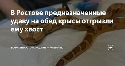 Омский ветеринар прооперировала удава, у которого обнаружили опухоль - 19  сентября 2019 - НГС55.ру