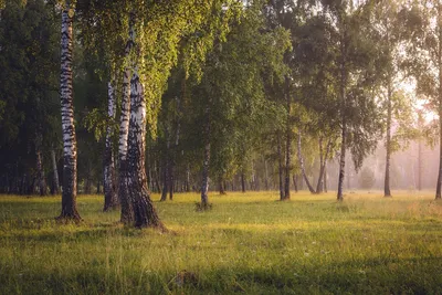Прекрасный утренний лес, Пэтвей через красивый лес Стоковое Изображение -  изображение насчитывающей цвет, среда: 159265813