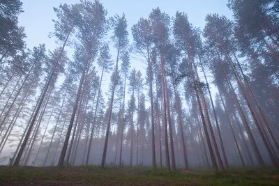 Обои для рабочего стола - Утренний туманный лес | Пикабу