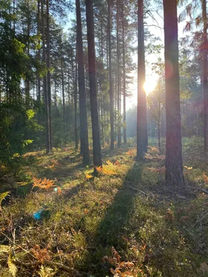 Утренний лес (93 фото) - 93 фото