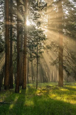 Эстетика утреннего леса» — создано в Шедевруме