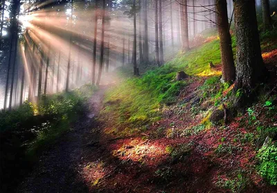 Фотообои Туманное утро в лесу №45826 - цена, фото, отзывы | АВС-Decor