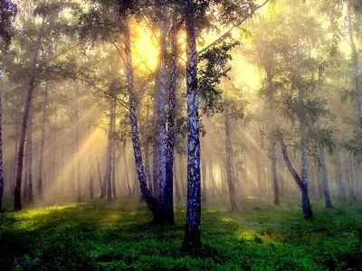 Картина Пейзаж маслом \"Утро в солнечном лесу\" 60x90 AR211201 купить в Москве