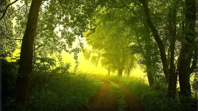 Фото Лучи света Туман Природа Утро Леса дерево